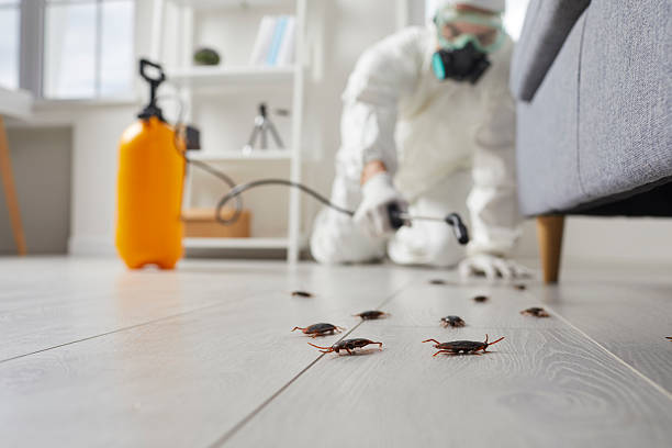 Affordable Termite Control solutions in Jacksonville, FL